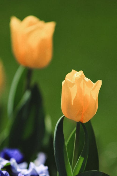 Foto profissional grátis de aumento, flor, jardim