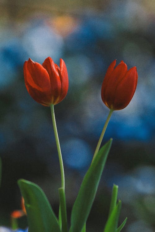 Základová fotografie zdarma na téma jaro, kytka, příroda