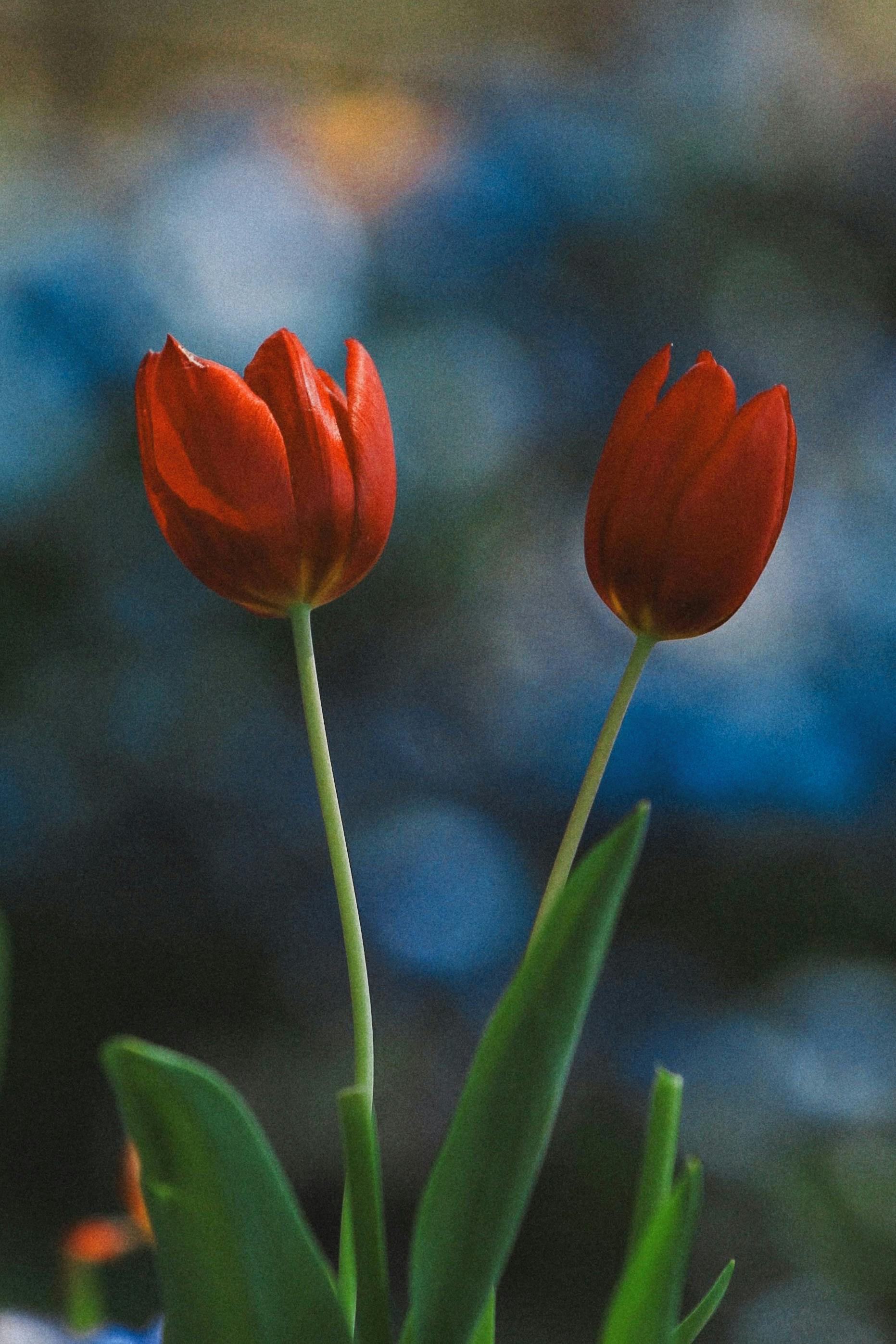 Burgundy Flower Photos, Download The BEST Free Burgundy Flower Stock ...