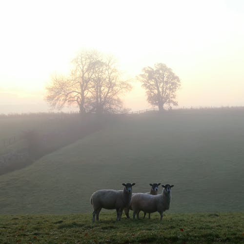 Sheep in a Foggy Pasture