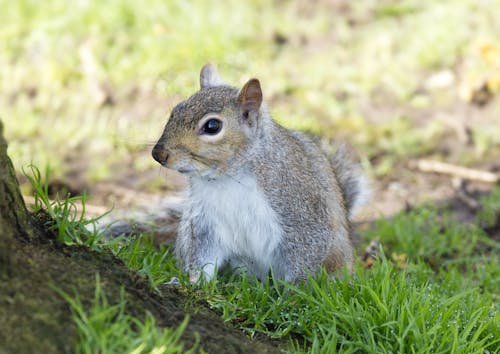 Gratis lagerfoto af dyr, natur, østgrå egern