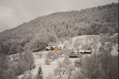 Бесплатное стоковое фото с деревья, здания, зима