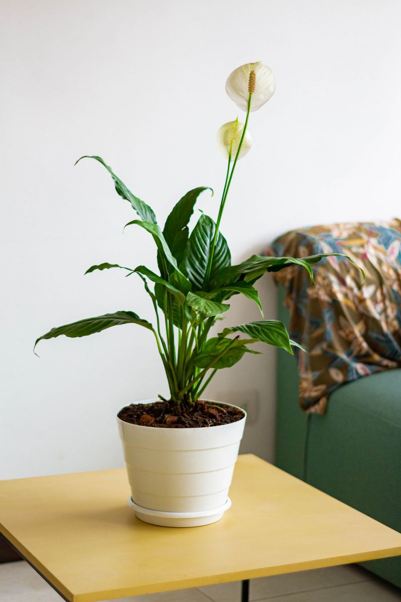 Lírio-da-Paz com flor branca aberta em vaso em ambiente interno com pouca luz