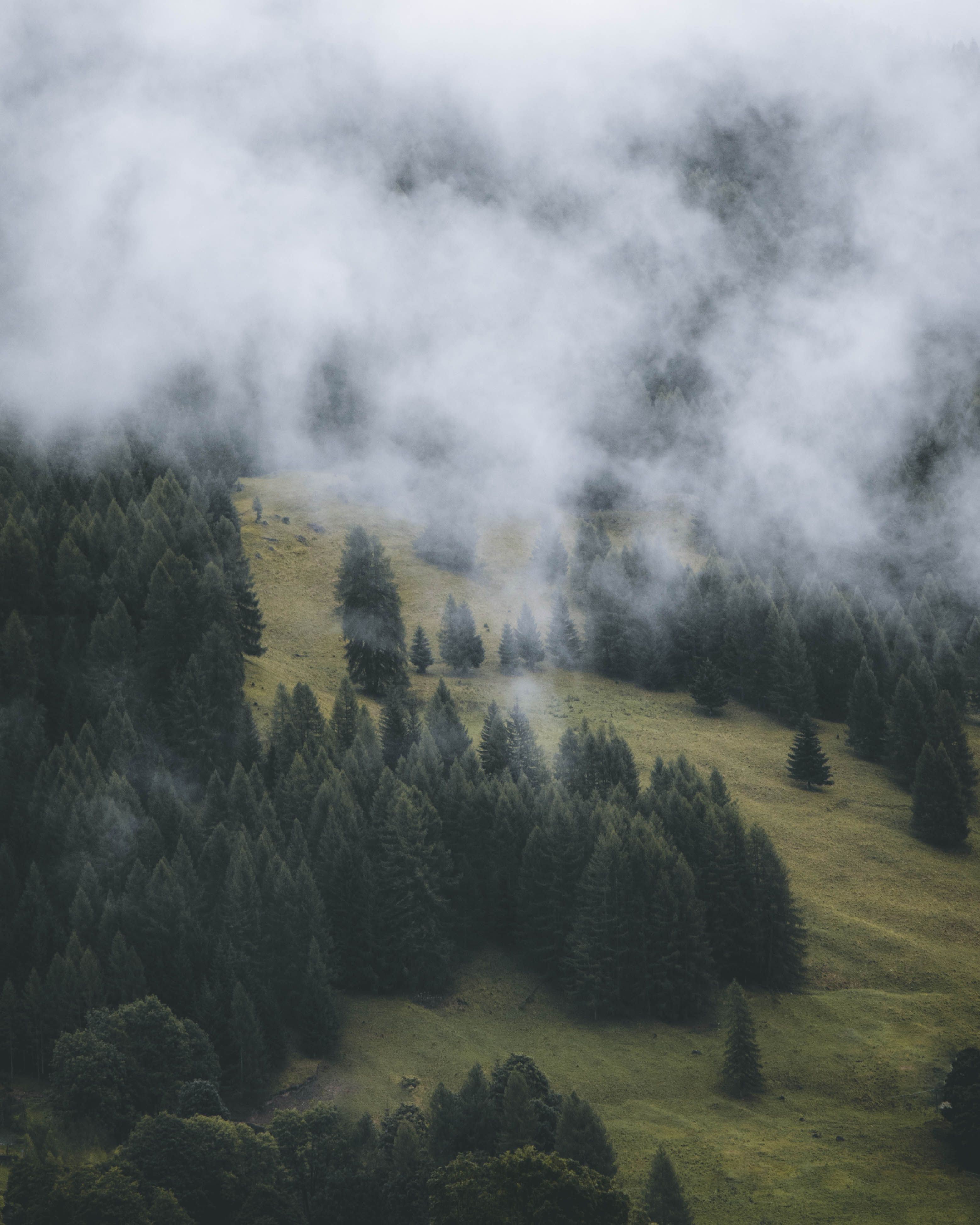 Misty aerial view of forest and meadow landscape with trees. Scenic nature photography with fog.. pexels, misty, aerial