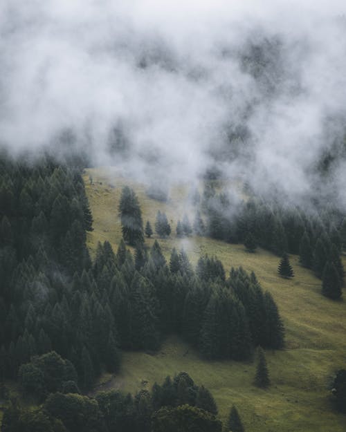 Fog Covering Trees and Meadow 