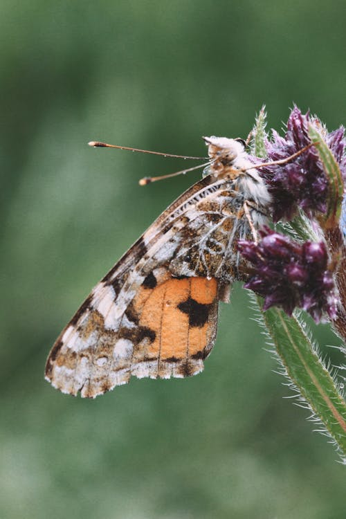 Close-upof a Painted Lady Butterfly 