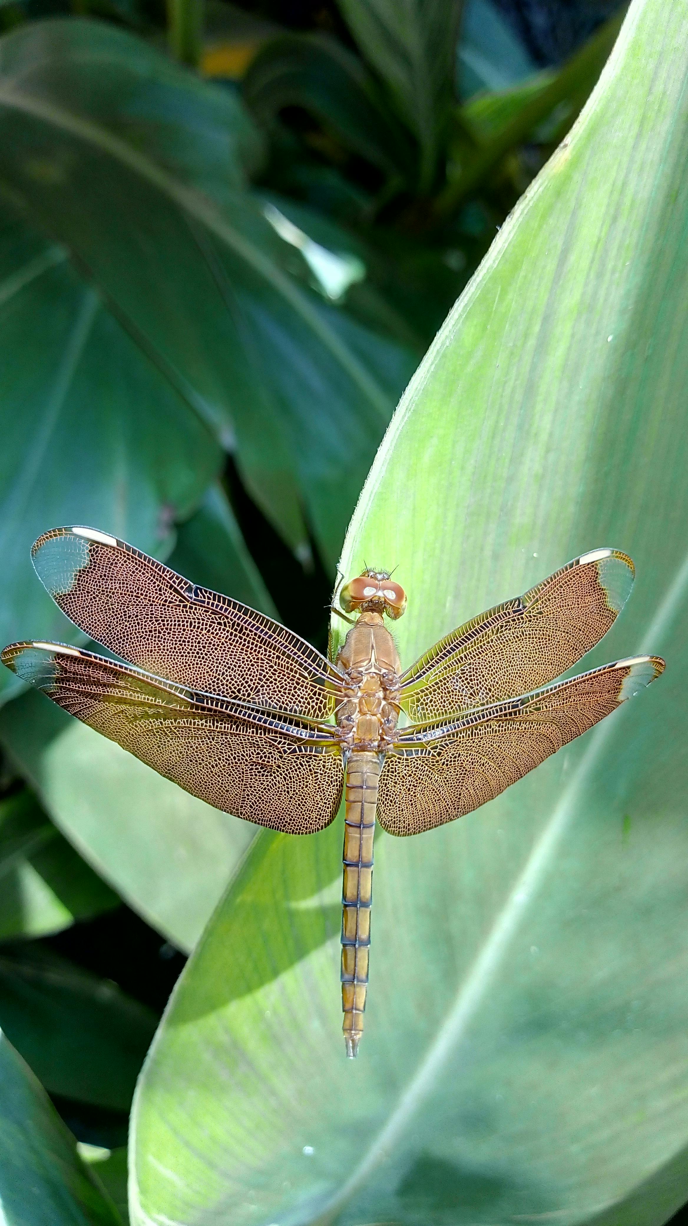 Foto De Stock Gratuita Sobre Ala De Libelula Dragon Volador