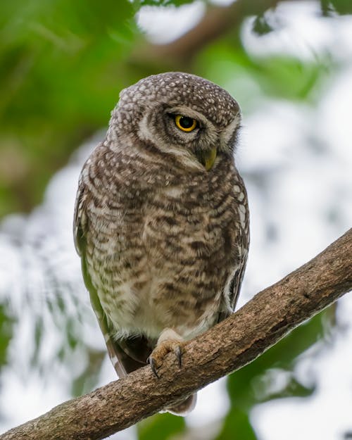 Spotted Owlet on Branch