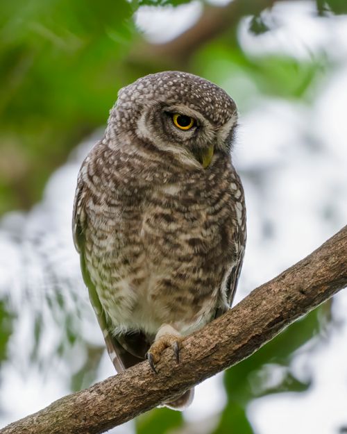 Free Close-up of a spotted owlet resting on a tree branch amidst lush foliage. Stock Photo