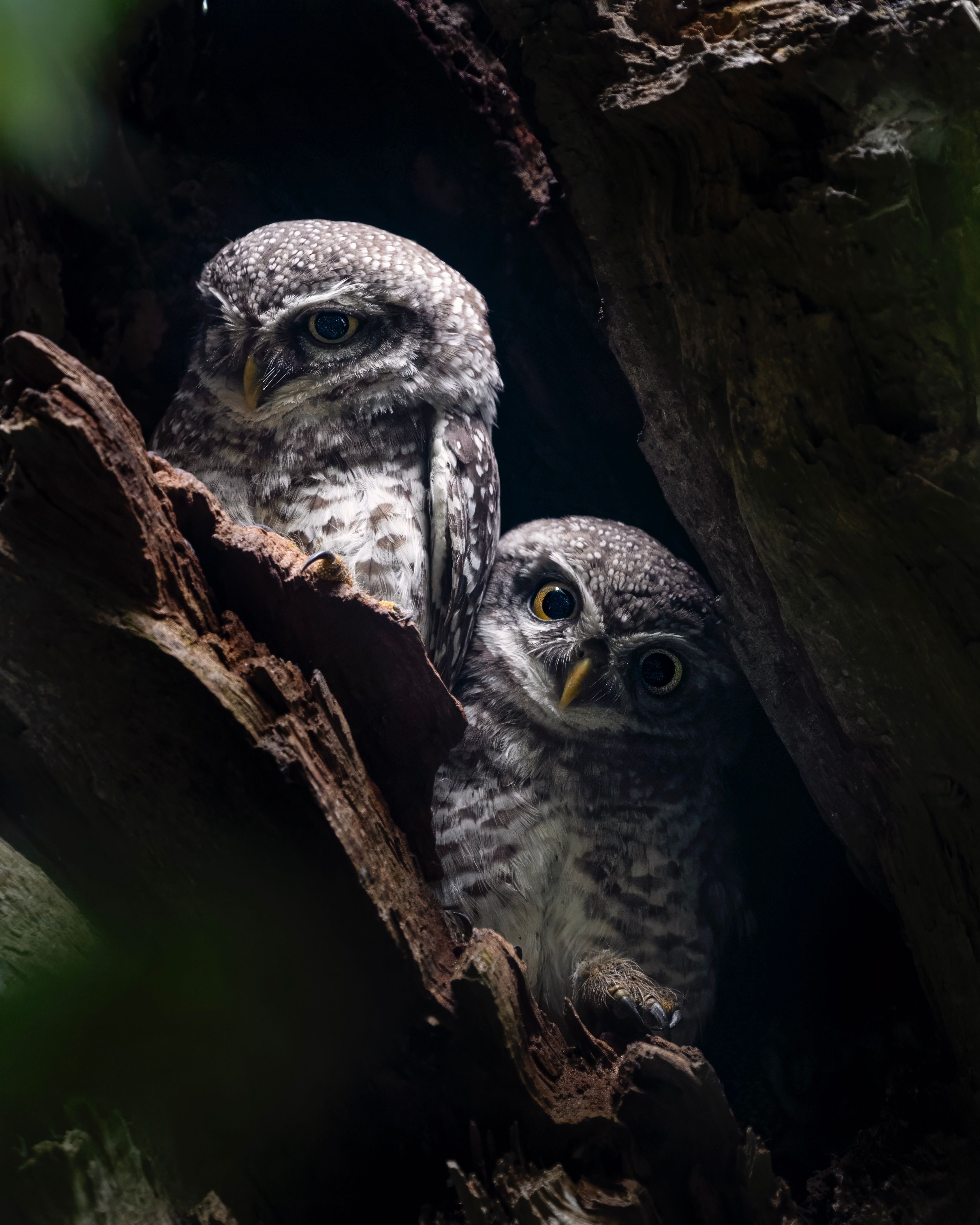 Foto de stock gratuita sobre alerta, anidando, animal, árbol, árbol ...