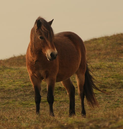 A Brown Horse on a Grass Field 