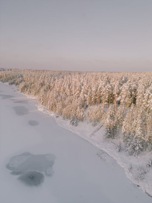 Frozen Lake and a Forest in Winter Snow 