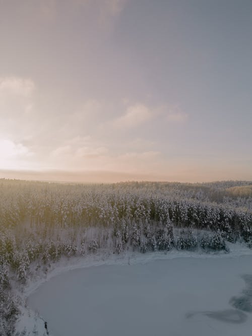 Gratis stockfoto met bevroren, bomen, Bos