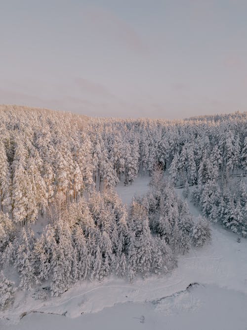 Birds Eye View of Forest in Winter Snow 