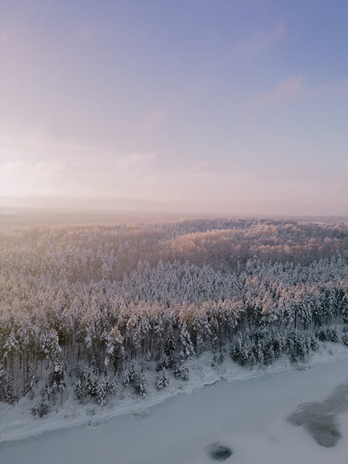 Drone Shot of a Forest in Winter and a Frozen Lake
