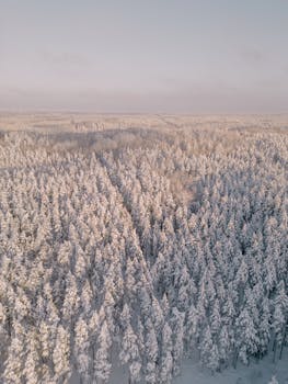 A breathtaking aerial view of a winter forest covered in snow, capturing the serene landscape of Latvia.