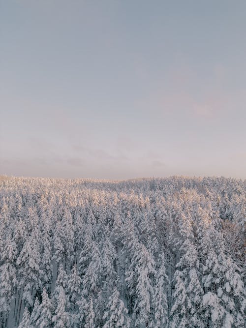 Birds Eye View of a Forest in Winter Snow 