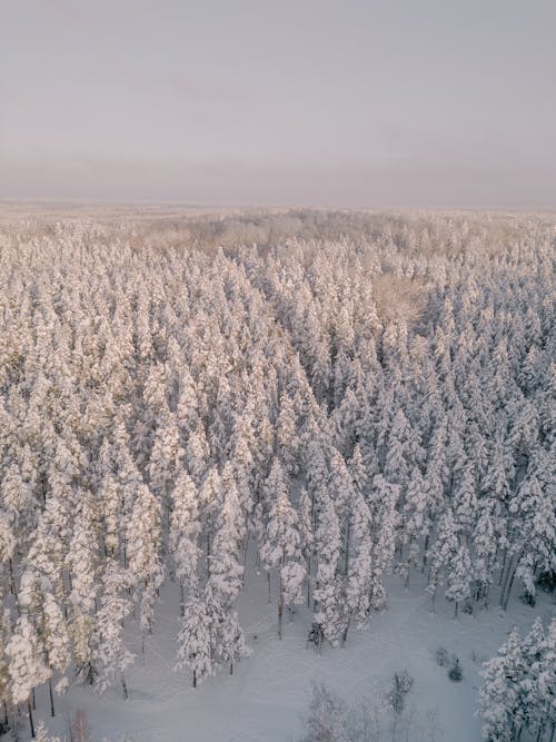Бесплатное стоковое фото с Аэрофотосъемка, вертикальный выстрел, деревья