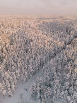 Drone view of a snow-covered forest landscape in Ogre, Latvia, during winter.
