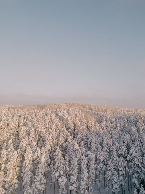 Aerial Photography of a Forest in Winter 