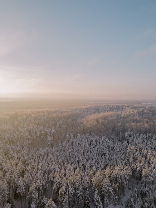 Aerial Photography of a Forest in Winter 