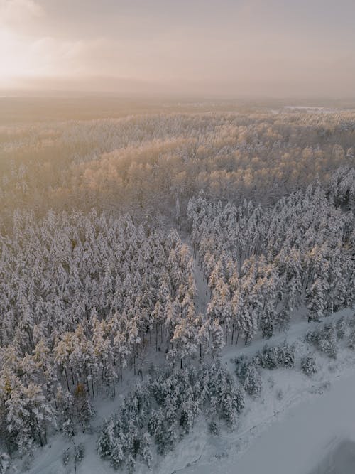 Aerial View of a Winter Landscape of a Forest 