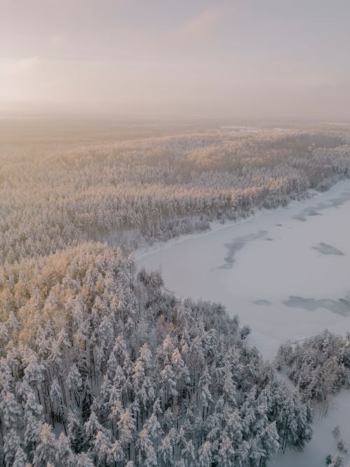 Birds Eye View of a Forest and Lake in Winter 