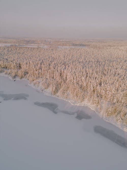 Drone Shot of a Frozen Lake and a Forest in Winter 