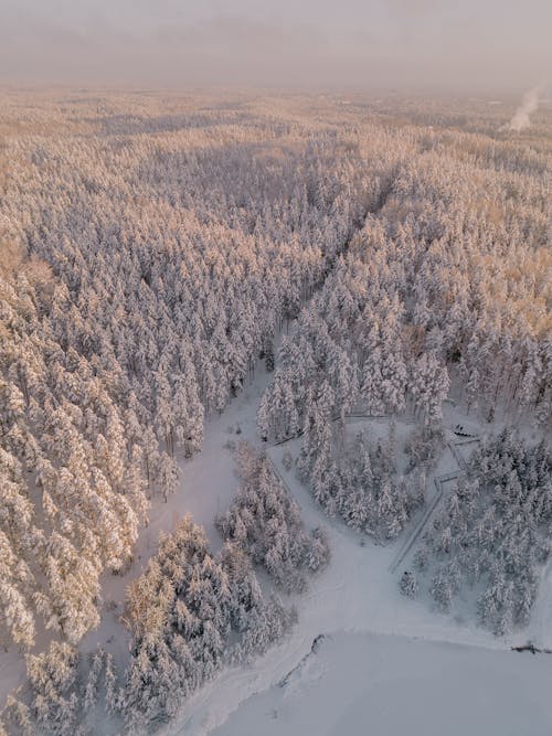 Aerial Photography of a Forest in Winter and a Frozen Lake 