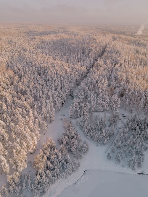 Foto profissional grátis de árvores, cênico, com frio