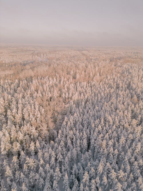 Aerial Photography of a Forest in Winter Snow 