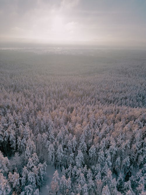 Aerial View of a Winter Landscape of a Forest 