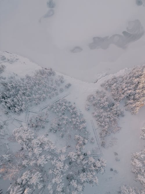 Top View of a Forest Covered in Snow and a Frozen Lake 