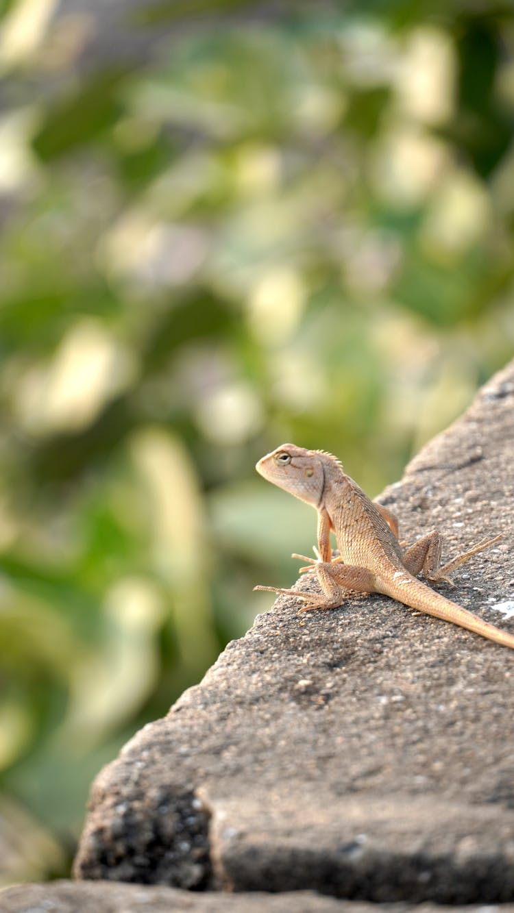 Lizard On Concrete Fence