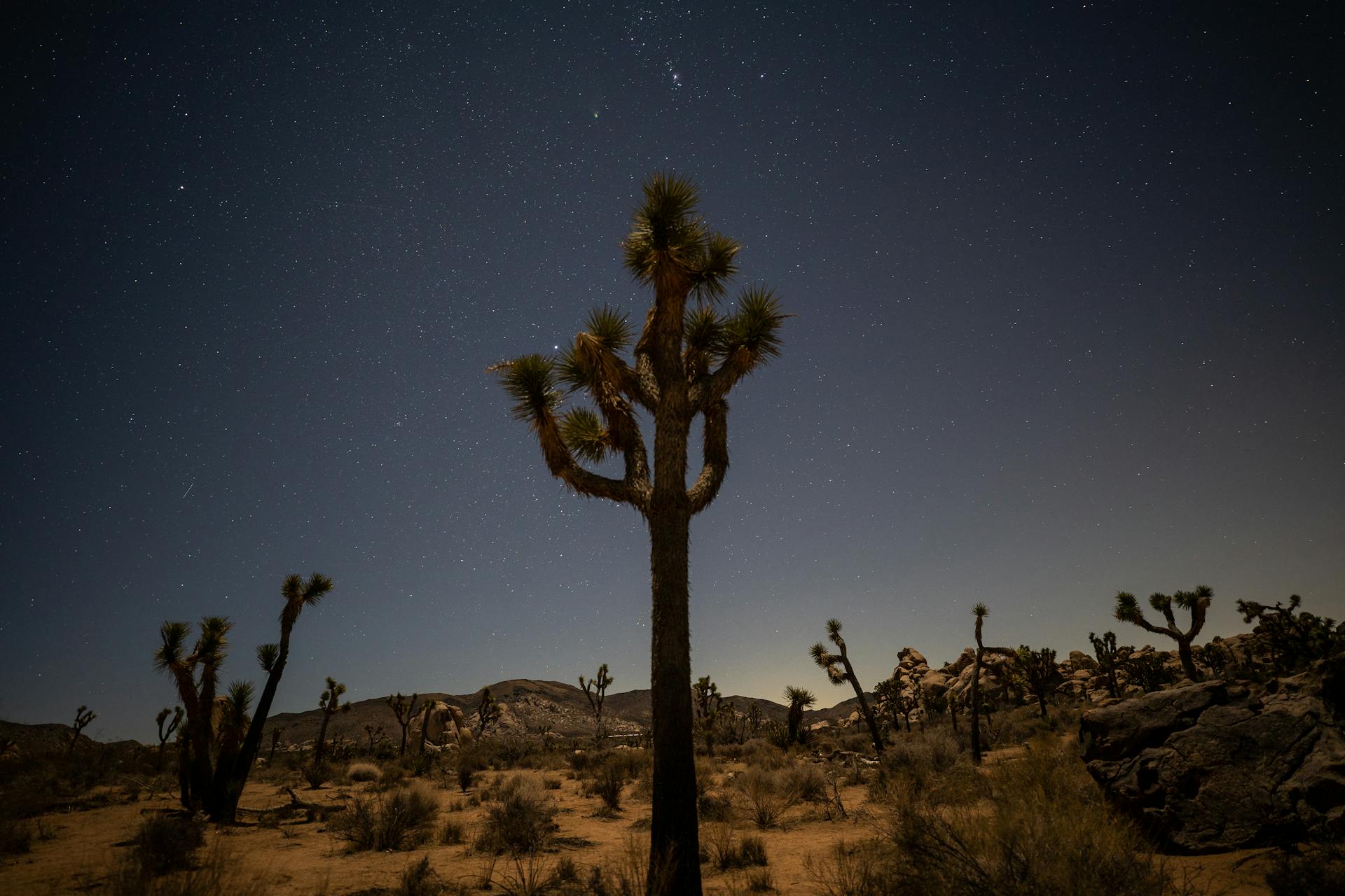 A serene view of Joshua Trees under a starlit sky in Joshua Tree National Park.