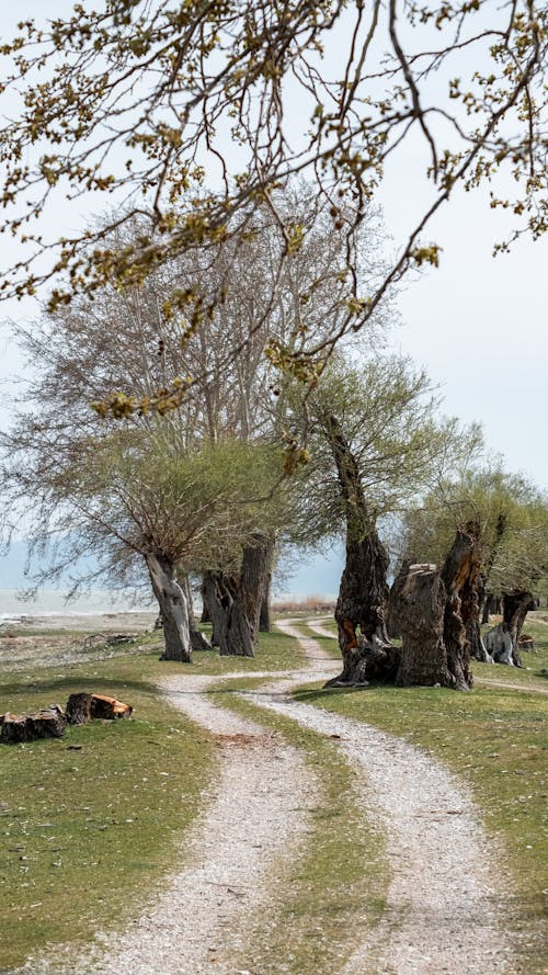 Δωρεάν στοκ φωτογραφιών με αγροτικός, δέντρα, εξοχή