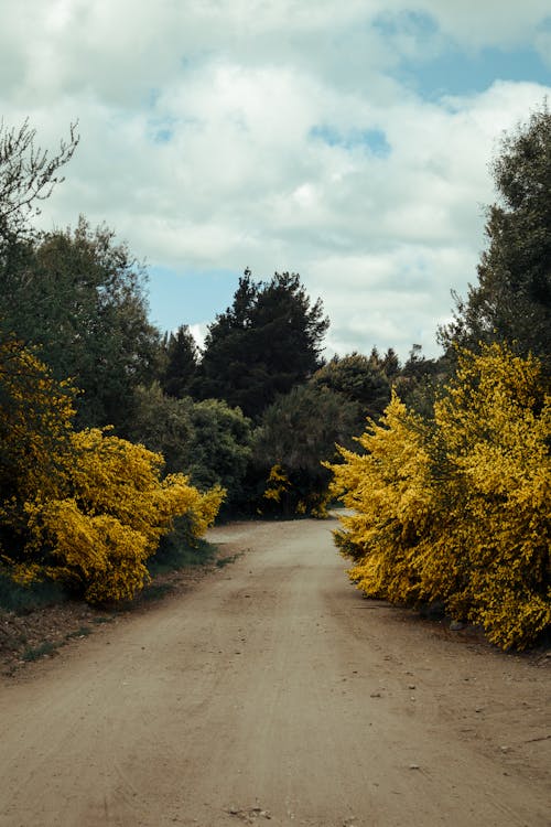 Dirt Road among Trees in Spring