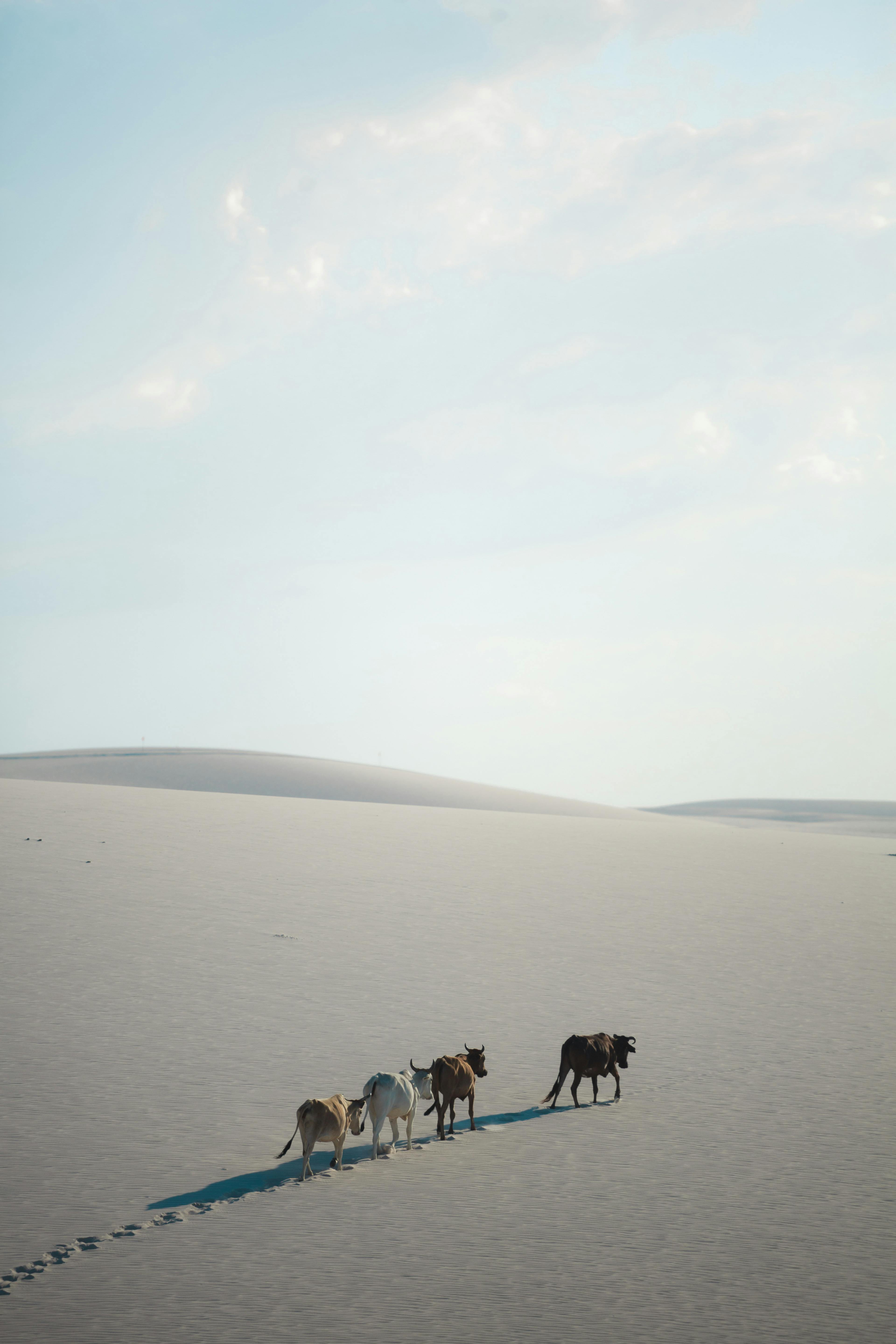 A herd of cows traverses vast sand dunes under a clear sky, leaving footprints behind.