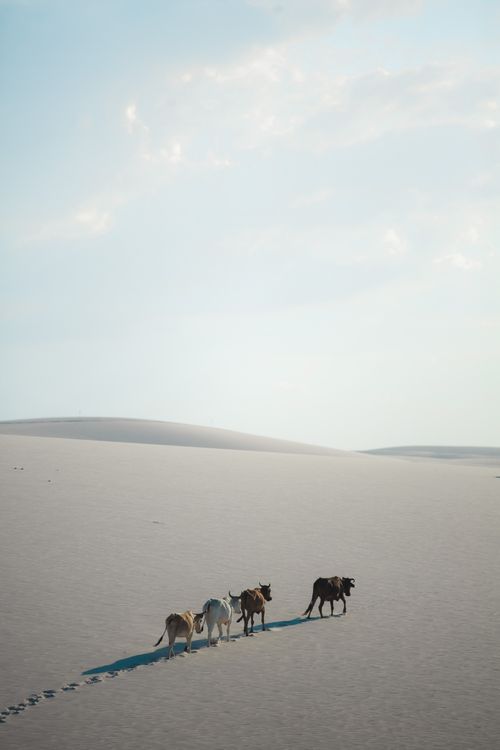 Free Cattle Walking in the Desert Stock Photo