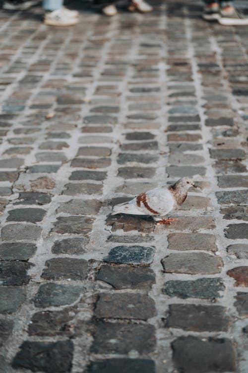 Pigeon on Cobblestone Pavement