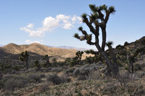 Cacti in Desert