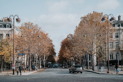 View of a Street between Autumnal Trees and Buildings in Paris, France 