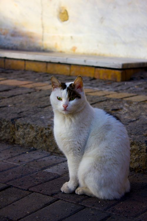 Free White cat with striking green eyes sitting outdoors on a sunlit stone path, exuding calmness. Stock Photo