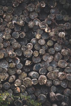 A vertical shot of a pile of firewood logs, showcasing rough, natural textures ideal for use as wallpaper.