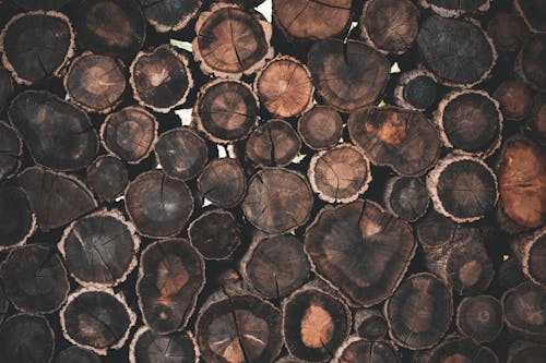 Foto stok gratis kayu, kayu bakar, kehidupan tenang