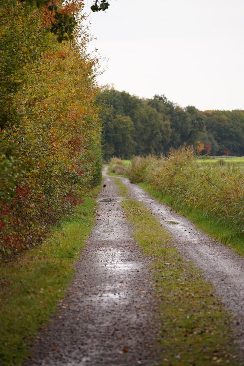 Wet Gravel Country Road Near the Forest