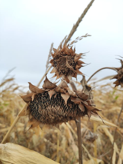 Close-up of Dry Sunflowers on a Field 