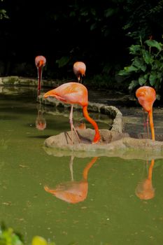 flamingo photo