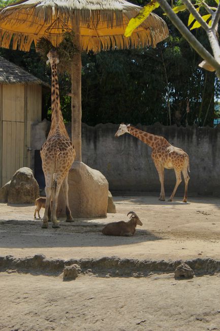 Giraffes resting and standing under a thatched umbrella in a zoo environment.