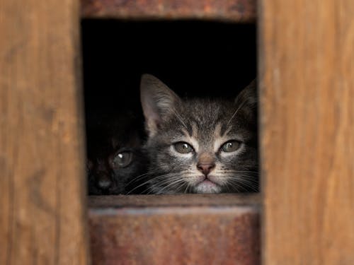 Why Cats Hide During Storms: Breaking Down Myths vs Reality